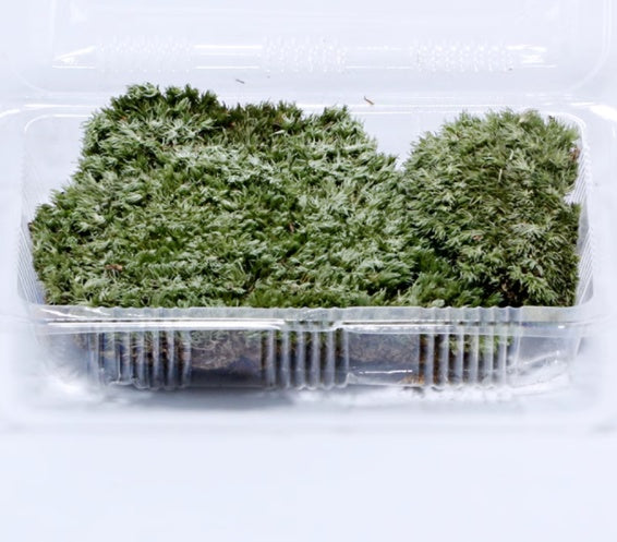 Micro cuarzo para paisajismo, Micro Landscape Diy Material Pack Eco-bottle To Make Nutritious Soil Light Stone Moss Moss