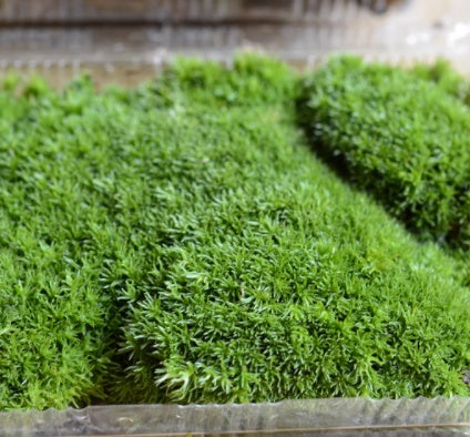Micro cuarzo para paisajismo, Micro Landscape Diy Material Pack Eco-bottle To Make Nutritious Soil Light Stone Moss Moss