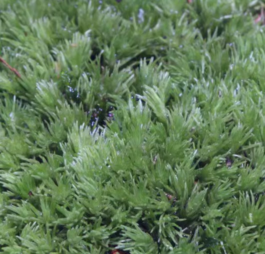 Micro cuarzo para paisajismo, Micro Landscape Diy Material Pack Eco-bottle To Make Nutritious Soil Light Stone Moss Moss